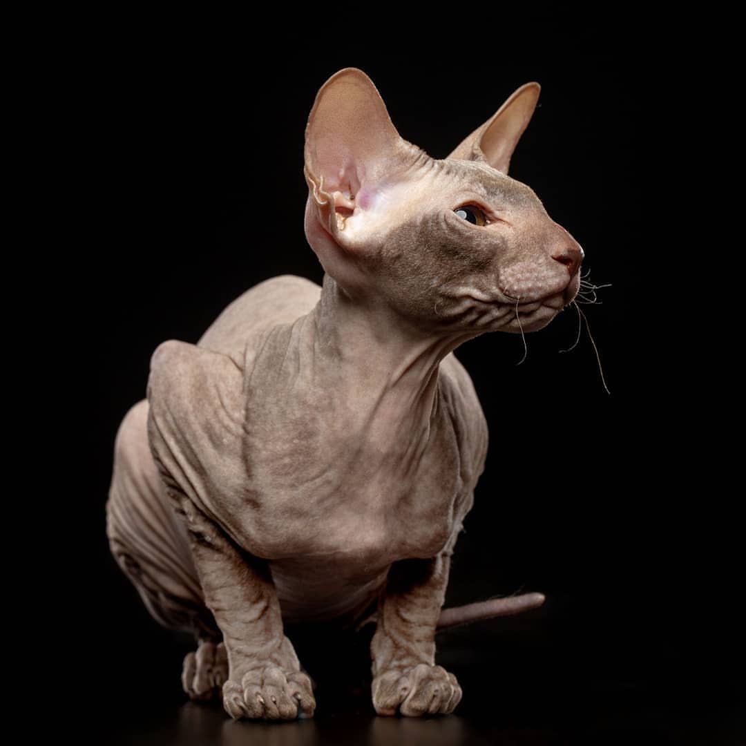 About Peterbald Kittens Peterbald For Sale